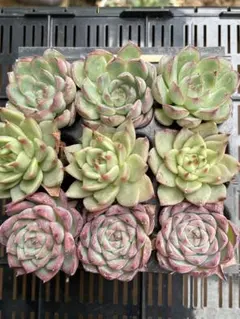 多肉植物寄せ植え　エケベリア　韓国苗　ピンククリスタル他　9苗セット