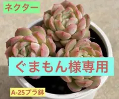 ぐまもん様専用　ネクター3苗＆神笛　ランダム発送