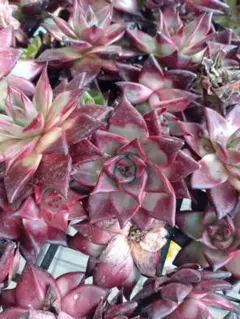 204 多肉植物 カット苗 詰め合わせ セット 寄せ植え セダム エケベリア