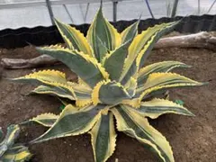 2025年最新】リップルエフェクトの人気アイテム - メルカリ