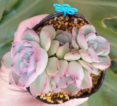 可愛い 根っこモリモリ ミックスベリア ちょこん32 多頭 葉挿しっ子 第