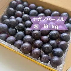 朝採り ナガノパープル 粒 約1kg （黒ぶどう）のサムネイル