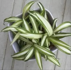 斑入り オリヅルラン