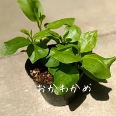 【おかわかめ】抜き苗のサムネイル