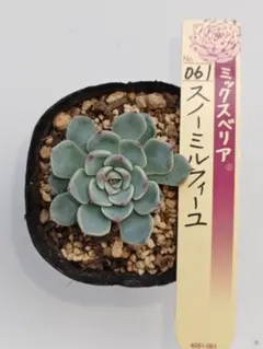 ミックスベリア　おらいさん苗　スノーミルフィーユ
