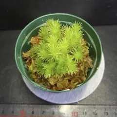 トロピカルピローモス KSB/テラリウム/パルダリウム/熱帯植物/苔