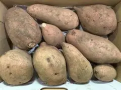 ☆安納芋　サツマイモ　無農薬　甘いです♪