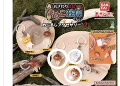 なめこ栽培キット めじるしアクセサリー2 白なめこ なめこ ねこなめこ