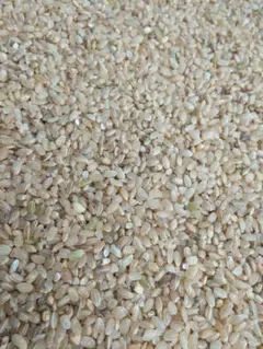 令和8年用 種もみ にじのきらめき ⭐消毒済み⭐ 450g - メルカリ