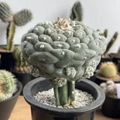 hide様 リクエスト 2点 まとめ商品