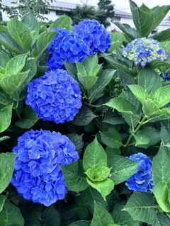 紫陽花挿し穂2種類からお好みで20本のサムネイル