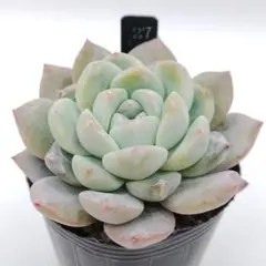 ꕤclara*様 リクエスト 6点+追加4点+2点 まとめ商品