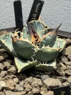 4月入荷 オテロイ 種子 1000粒 チタノタ アガベ 4月入荷 オテロイ 種子 1000粒 チタノタ アガベ