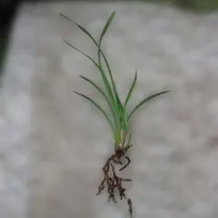 シンビジウム 金稜辺(キンリョウヘン)　②のサムネイル