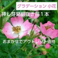 2026年最新】ノイバラ 種の人気アイテム - メルカリ