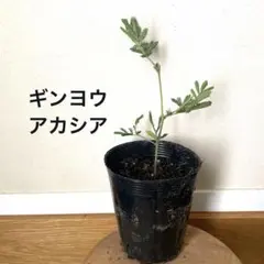 HIROKA様 リクエスト 2点 まとめ商品