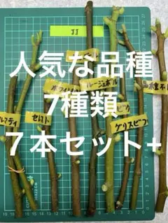 プースケ様 リクエスト 2点 まとめ商品