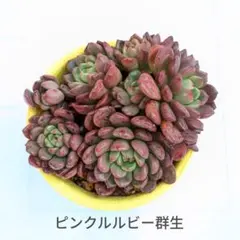 2026年最新】多肉 ピンクルビーの人気アイテム - メルカリ