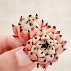 yuuui様 リクエスト 2点 まとめ商品