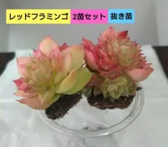 ♥多肉植物エケベリア【レッドフラミンゴ】群生株2苗セット　抜き苗　アエオニウム