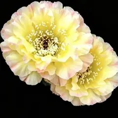 97-魔法 新品種 花サボテン エキノプシス属 羽毛咲き カキコ古い傷跡