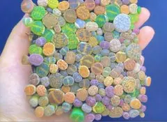 리톱스 1년 모종 0.5-1.2cm 30개 재고 세트 | 선택 범위 지정, 품질 통합, 불길한 가방