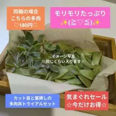 多肉植物 朧月 カット苗 葉挿し 多肉丼 寄せ植え トライアルセット 多肉弁当