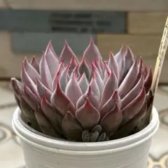 ぷ*ょ様 ＊青鬼　おらいさん苗　ミックスベリア