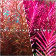 Yukirinshi様 リクエスト 3点 まとめ商品