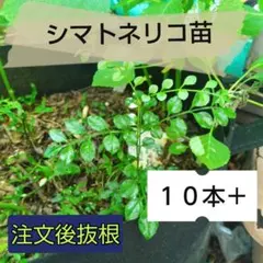 2026年最新】シマトネリコの人気アイテム - メルカリ