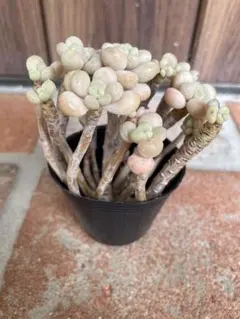 【あ※※わ様 専用】多肉植物 ストロベリーミルクロココ