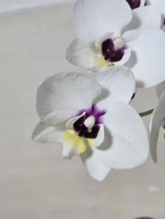 bako様 リクエスト 3点 まとめ商品