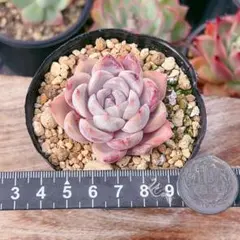 速達便　リラ様 リクエスト 3点 まとめ商品