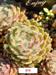 多肉植物 センペルビウム アラクチタン No.14① - メルカリ