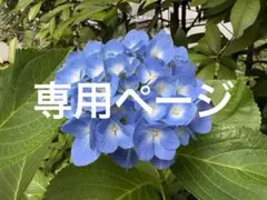 美品 45R ジンバ天竺のクルーネックカーディガン インディゴ - メルカリ