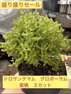【今だけ】ドロサンテマム　グロボーサム　3カットのサムネイル