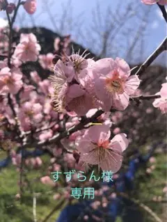 すずらん様専用