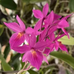 N.K.様 リクエスト 2点 まとめ商品