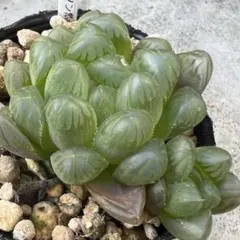 ハオルチア オブツーサ錦⭐️赤い鳥⭐️ 透明度超高　極上美苗　極上美品　発根済み。 ハオルチア 虹グラデ ⭐️紅線オブツーサ錦⭐️極上品透明度超高 美苗