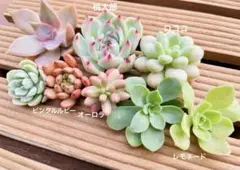 多肉植物 桃太郎 ロココなど8苗 カット苗 詰め合わせ