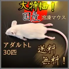 冷凍マウス アダルトL30匹　 ※日時指定希望の方は必ず説明欄をお読みください。