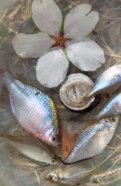 なかじー様 リクエスト 2点 まとめ商品