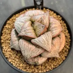 もち様 リクエスト 2点 まとめ商品