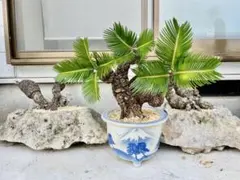 2026年最新】ソテツ 希少の人気アイテム - メルカリ