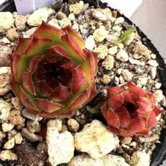 多肉植物 センペルビウム タイガーベイ No.75【青】 | Mercari