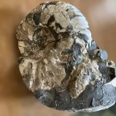 巨大アンモナイトフィギュア 特撮レアもの - メルカリ