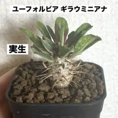 ユーフォルビア ギラウミニアナ 実生 塊根植物 コーデックス - メルカリ