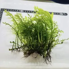 2025年最新】ボルビティス ヒュディロティの人気アイテム - メルカリ