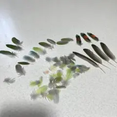鳥の羽根　コザクラインコノーマル