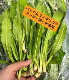 コモレビライフ様 リクエスト 2点 まとめ商品